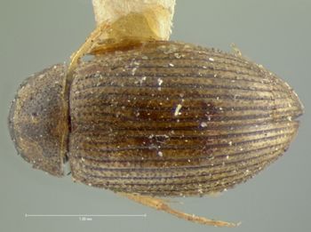 Media type: image;   Entomology 3077 Aspect: habitus dorsal view